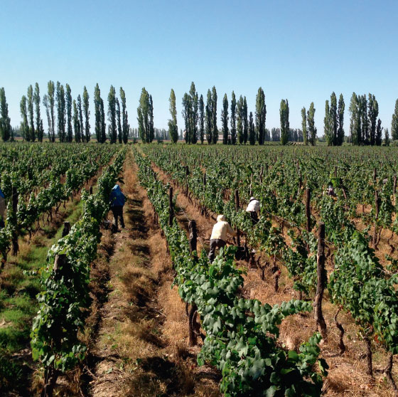 Bodega Dos Familias
